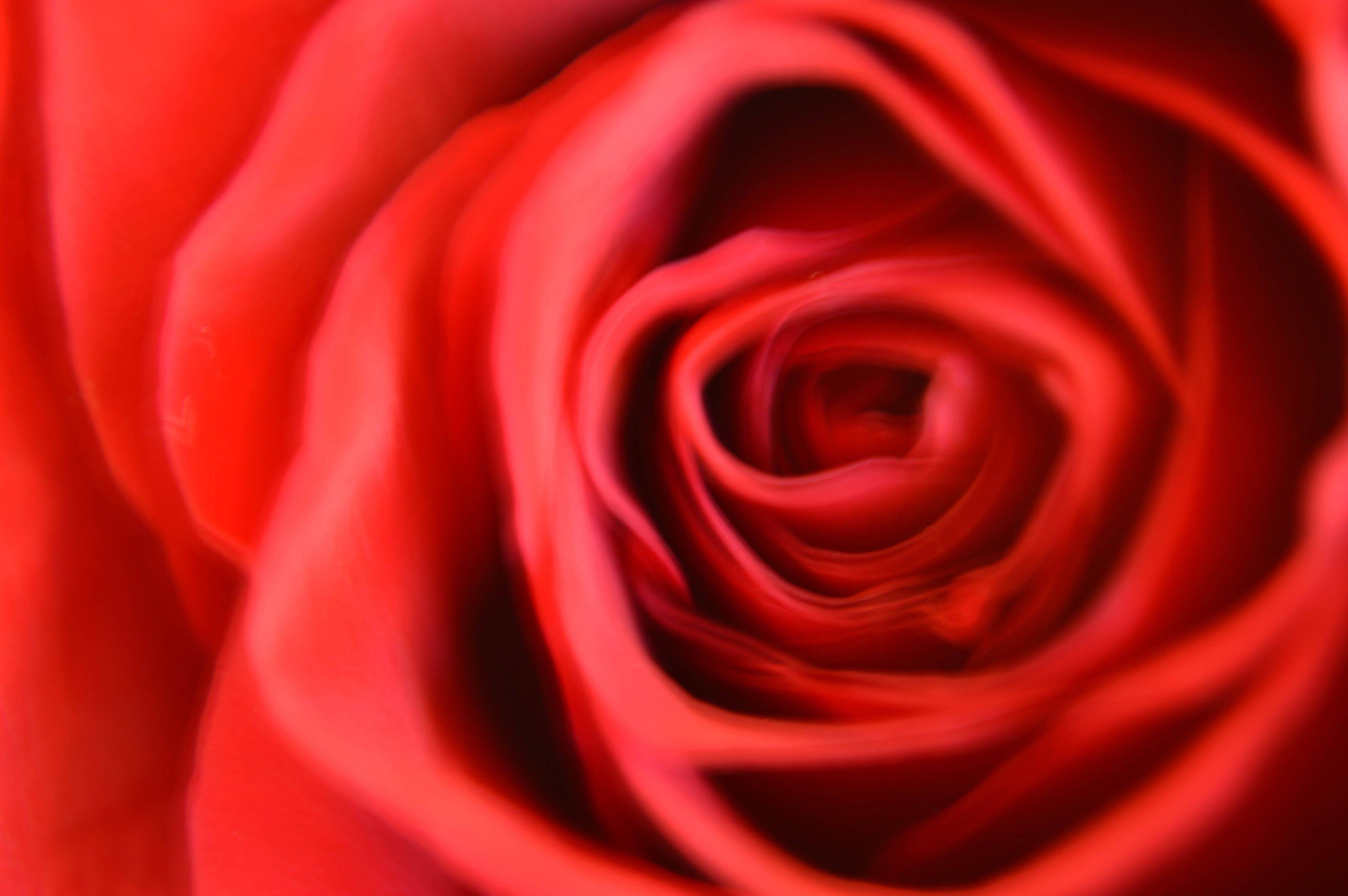 blurred rose