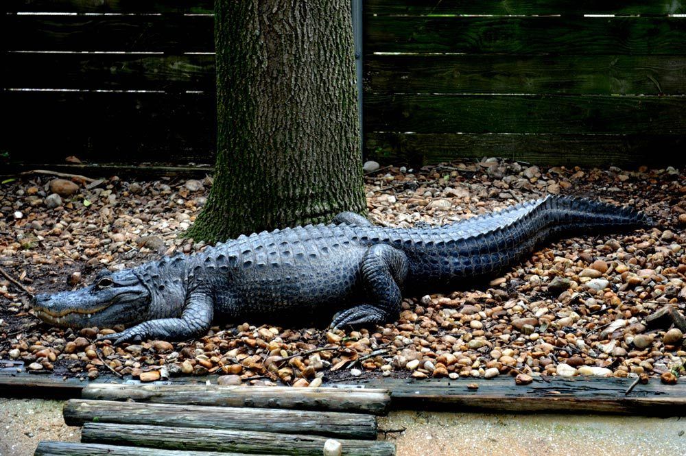 Alligatorr - Nature