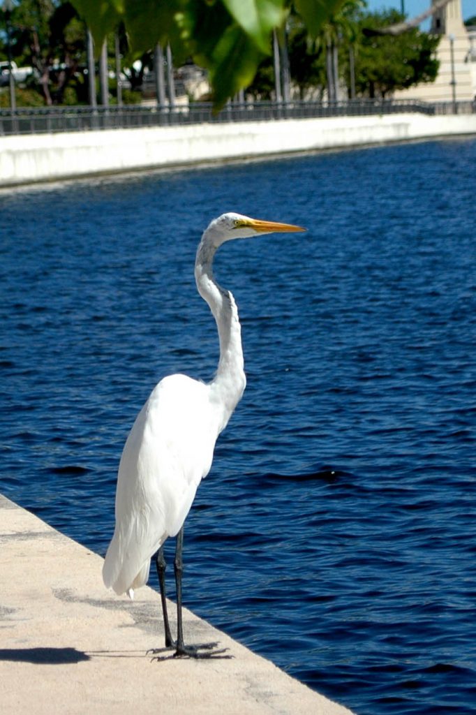 Egret - Nature