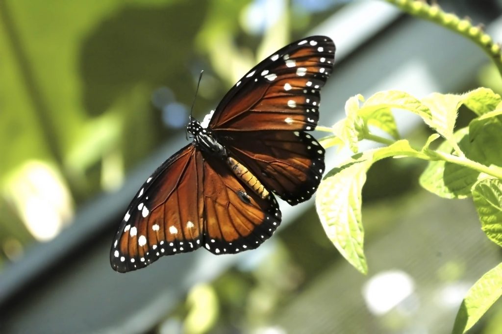 Monarch - Nature
